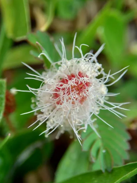 미모사 Mimosa Pudica 플랜트 만지지 스러운 비식물 수치심 수치심의 수치심의 — 스톡 사진