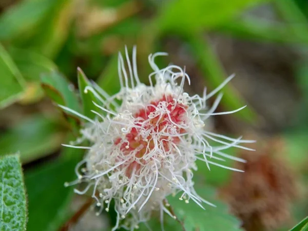 Mimosa Pudica Που Ονομάζεται Επίσης Ευαίσθητο Φυτό Νυσταγμένος Φυτό Φυτό — Φωτογραφία Αρχείου
