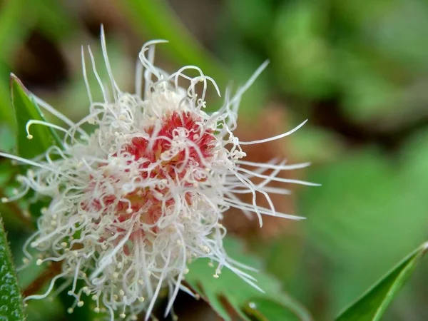 Mimosa Pudica Também Chamado Planta Sensível Planta Sonolenta Planta Ação — Fotografia de Stock