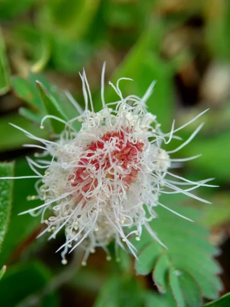 Mimosa Pudica Chiamata Anche Pianta Sensibile Pianta Assonnata Pianta Azione — Foto Stock