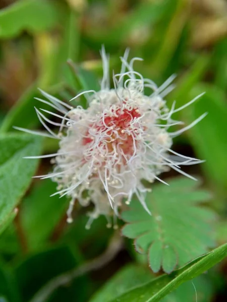 Mimosa Pudica Chiamata Anche Pianta Sensibile Pianta Assonnata Pianta Azione — Foto Stock