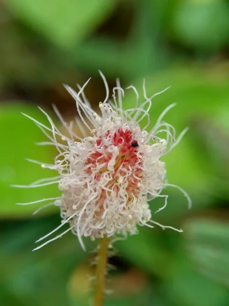 Mimosa Pudica Também Chamado Planta Sensível Planta Sonolenta Planta Ação — Fotografia de Stock