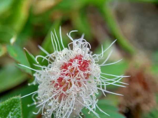 미모사 Mimosa Pudica 플랜트 만지지 스러운 비식물 수치심 수치심의 수치심의 — 스톡 사진