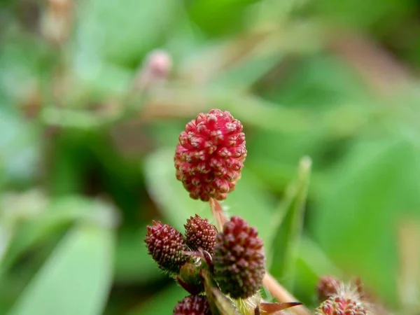 Mimosa Pudica También Llamada Planta Sensible Planta Somnolienta Planta Acción — Foto de Stock