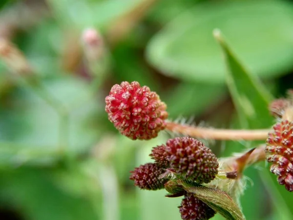 Mimosa Pudica También Llamada Planta Sensible Planta Somnolienta Planta Acción — Foto de Stock