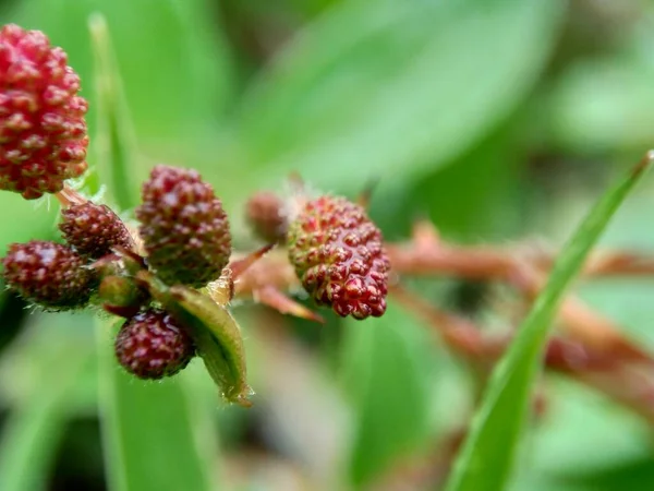 Mimosa Pudica Nazywana Także Rośliną Wrażliwą Rośliną Senną Rośliną Działającą — Zdjęcie stockowe