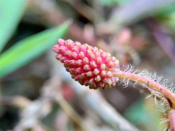 Mimosa Pudica Även Kallad Känslig Växt Sömnig Växt Actionväxt Touch — Stockfoto