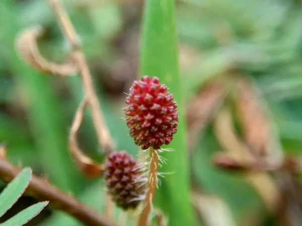 Mimosa Pudica Που Ονομάζεται Επίσης Ευαίσθητο Φυτό Νυσταγμένος Φυτό Φυτό — Φωτογραφία Αρχείου