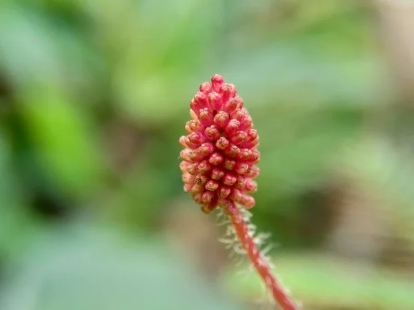 Mimosa Pudica Também Chamado Planta Sensível Planta Sonolenta Planta Ação — Fotografia de Stock