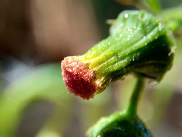 Close Crassocephalum Crepidioides Também Chamado Fireweed Ebolo Thickhead Ragleaf Redflower — Fotografia de Stock