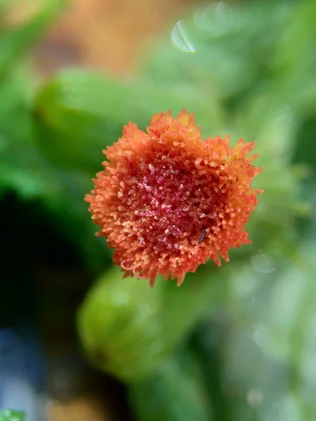 Close Crassocephalum Crepidioides También Llamado Leña Ebolo Cabeza Gruesa Hojas — Foto de Stock