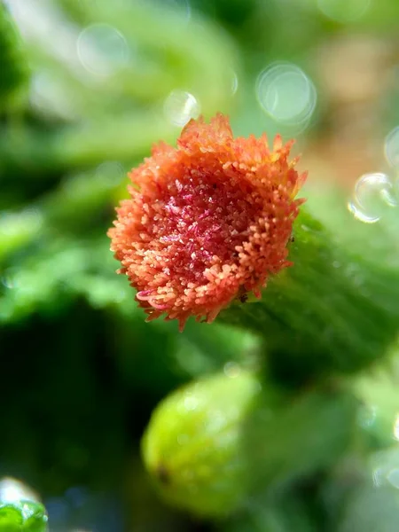 Close Crassocephalum Crepidioides También Llamado Leña Ebolo Cabeza Gruesa Hojas — Foto de Stock