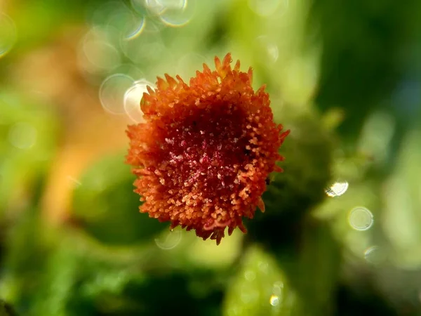 Zblízka Crassocephalum Crepidioides Také Nazývané Fireweed Ebolo Tuk Redflower Ragleaf — Stock fotografie