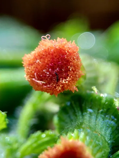 Close Crassocephalum Crepidioides También Llamado Leña Ebolo Cabeza Gruesa Hojas — Foto de Stock