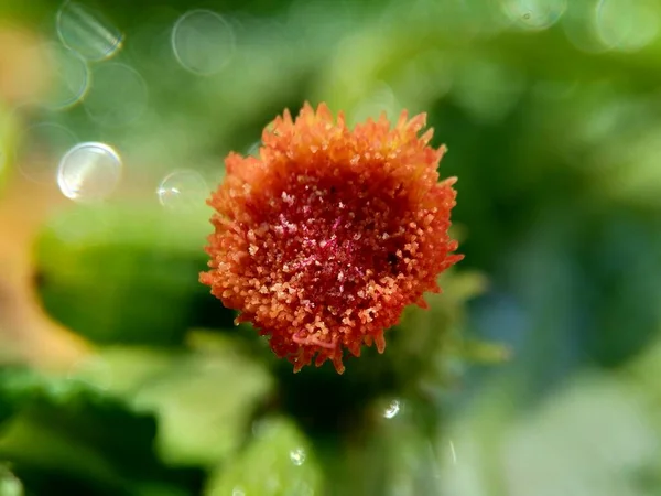 別名火雑草 エボロ 太い頭 赤花のラグリーフ 強いとも呼ばれる クロスカソファリウムクレピジオイドを閉じます 肉質で食感の良い葉や茎は野菜として食べられます — ストック写真