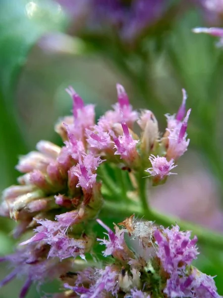 Оччиа Индика Indian Camphorweed Indian Fleabane Indian Pluchea Baccharis Indica — стоковое фото