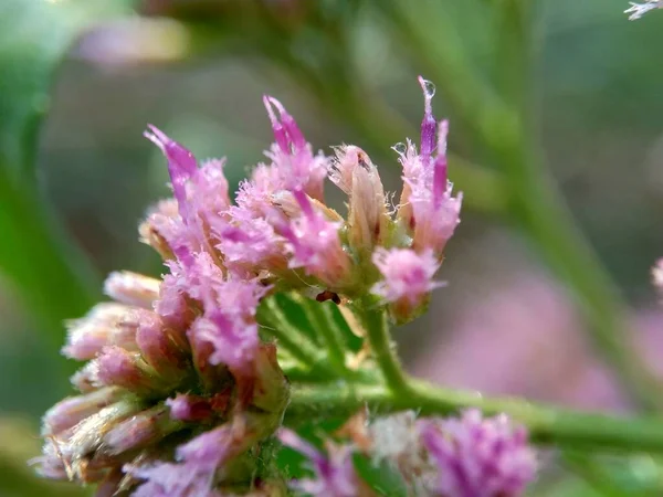 Pluchea Indica Indischer Kampferkraut Indischer Flohkraut Indischer Pluchea Baccharis Indica — Stockfoto