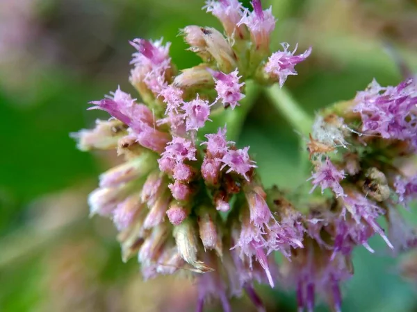 Pluchea indica (Indian camphorweed, Indian fleabane, Indian pluchea, Baccharis indica L, beluntas, luntas). This plant contains -sitosterol and stigmasterol, which have antidiabetic. — Stock Image Pluchea Indica Indian Camphorweed Indian Fleabane Indian Pluchea Baccharis Indica Royalty Free Stock Photos