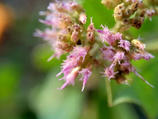 Pluchea indica (Indian camphorweed, Indian fleabane, Indian pluchea, Baccharis indica L, beluntas, luntas). This plant contains -sitosterol and stigmasterol, which have antidiabetic. — Stock Image Pluchea Indica Indian Camphorweed Indian Fleabane Indian Pluchea Baccharis Indica Stock Image