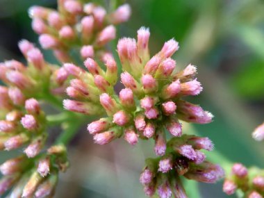 Pluchea indica (Hint kafur otu, Hint pire otu, Hint peltesi, Baccharis indica L, beluntas, luntas). Bu bitki antidiyabetik içeren sitosterol ve stigmasterol içeriyor..