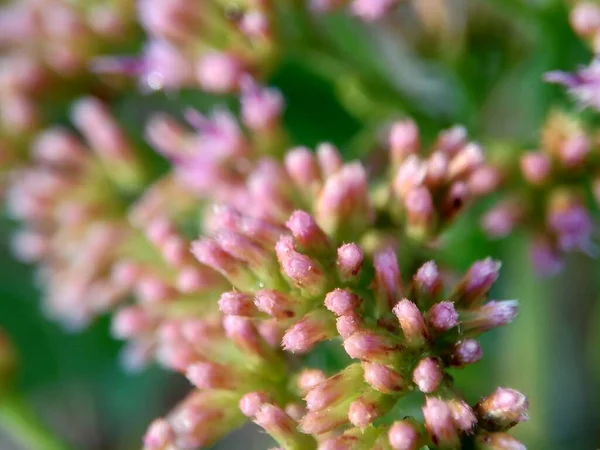 Pluchea indica (Hint kafur otu, Hint pire otu, Hint peltesi, Baccharis indica L, beluntas, luntas). Bu bitki antidiyabetik içeren sitosterol ve stigmasterol içeriyor..