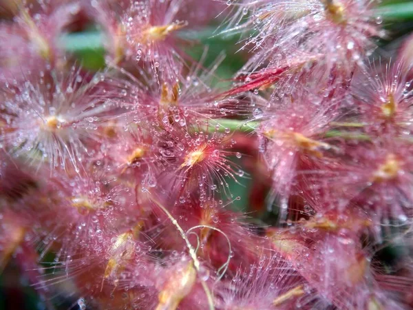 Imperata Cylindrica Flor También Llamado Cogon Hierba Hierba Kunai Con — Foto de Stock