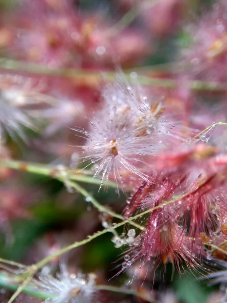 Imperata Cylindrica Blomma Även Kallad Cogon Gräs Eller Kunai Gräs — Stockfoto