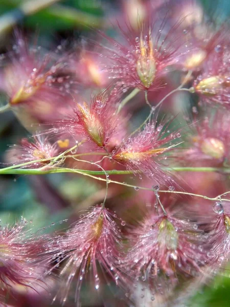 Imperata Cylindrica Blomma Även Kallad Cogon Gräs Eller Kunai Gräs — Stockfoto