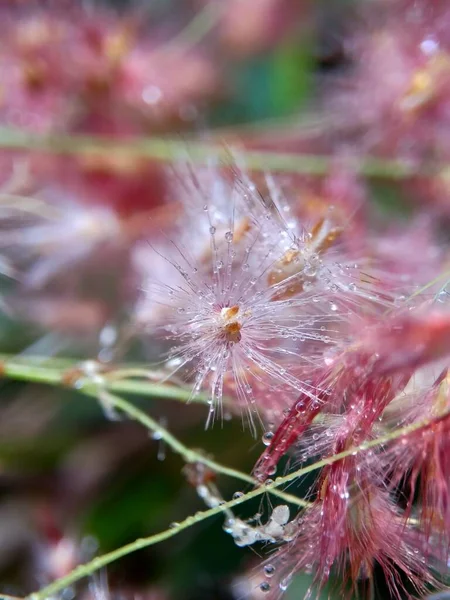 Imperata Cylindrica Flor También Llamado Cogon Hierba Hierba Kunai Con — Foto de Stock