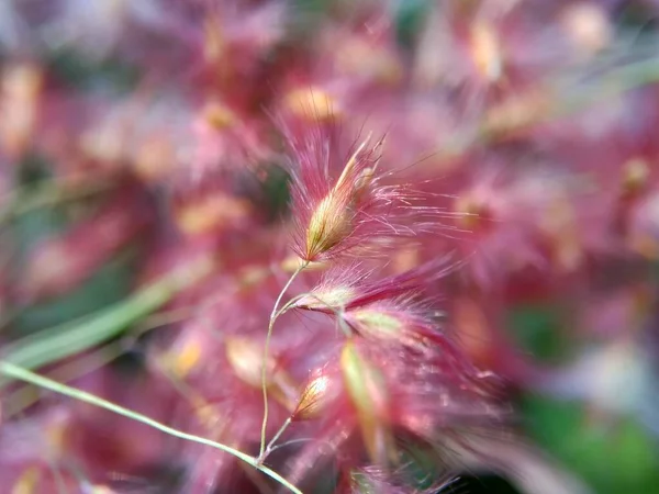 Цветок Imperata Cylindrica Известный Трава Когона Кунай Естественной Травой Индонезийцы — стоковое фото