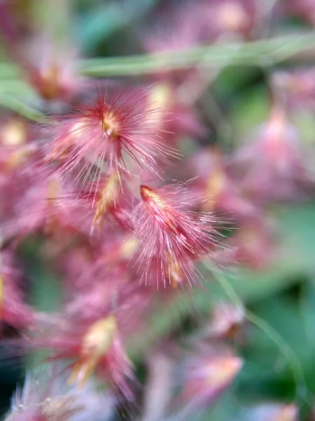 Imperata Cylindrica Blume Auch Cogon Gras Oder Kunai Gras Genannt — Stockfoto