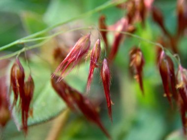 Imperata silindir çiçeği (cogon otu veya kunai otu olarak da bilinir) doğal bir otla birlikte. Endonezyalılar buna 
