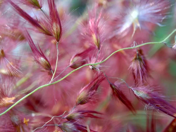 Цветок Imperata Cylindrica Известный Трава Когона Кунай Естественной Травой Индонезийцы — стоковое фото