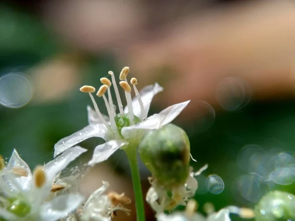 Allium Tuberosum Erba Cipollina Aglio Orientale Erba Cipollina Asiatica Erba — Foto Stock