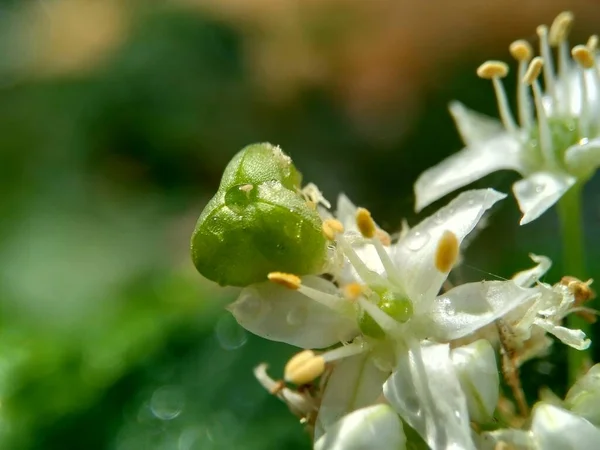 Doğal Arkaplanı Olan Allium Tuberosum Sarımsak Soğanı Doğulu Sarımsak Asya — Stok fotoğraf