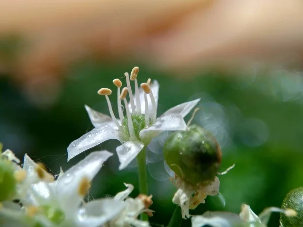 Doğal Arkaplanı Olan Allium Tuberosum Sarımsak Soğanı Doğulu Sarımsak Asya — Stok fotoğraf