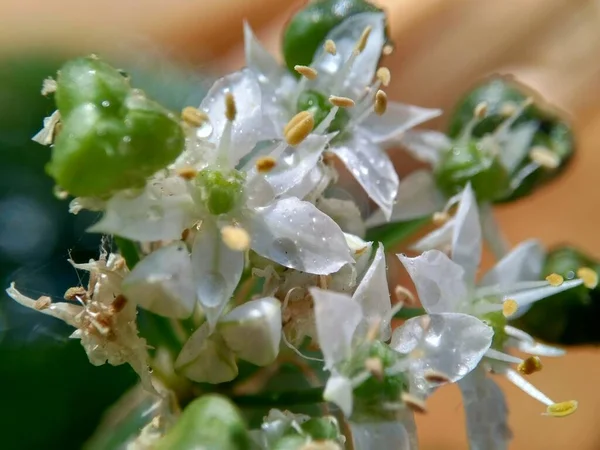 대추체 아시아 중국의 중국의 케카이 자연적 배경을 가지고 Allium Tuberosum — 스톡 사진