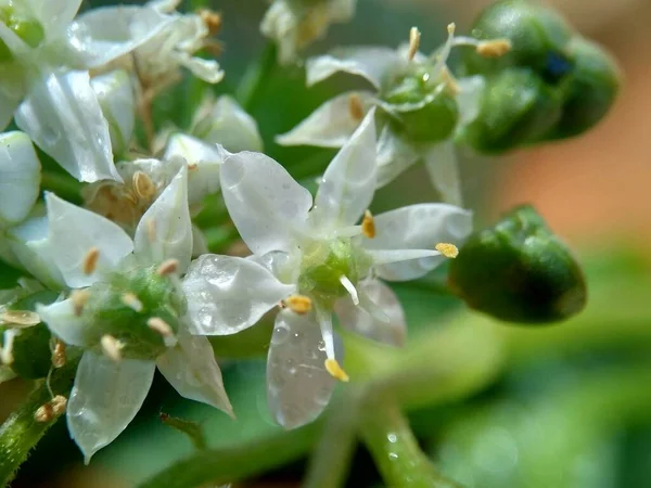 대추체 아시아 중국의 중국의 케카이 자연적 배경을 가지고 Allium Tuberosum — 스톡 사진