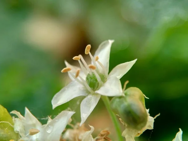 Allium Tuberosum Cebollino Ajo Ajo Oriental Cebollino Asiático Cebollino Chino — Foto de Stock