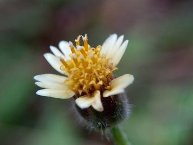 Bidens pilosa (ayrıca ketul kebo, ketul sapi, jaringan, caringan, lanci thuwa, kesme thuwa, cing-lancingan, Spanish Needle, Blackjacks, Dilenci keneleri olarak da bilinir) doğal bir geçmişe sahiptir.