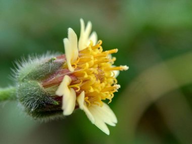 Bidens pilosa (ayrıca ketul kebo, ketul sapi, jaringan, caringan, lanci thuwa, kesme thuwa, cing-lancingan, Spanish Needle, Blackjacks, Dilenci keneleri olarak da bilinir) doğal bir geçmişe sahiptir.