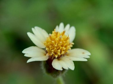Bidens pilosa (ayrıca ketul kebo, ketul sapi, jaringan, caringan, lanci thuwa, kesme thuwa, cing-lancingan, Spanish Needle, Blackjacks, Dilenci keneleri olarak da bilinir) doğal bir geçmişe sahiptir.