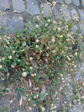 Bidens pilosa (ayrıca ketul kebo, ketul sapi, jaringan, caringan, lanci thuwa, kesme thuwa, cing-lancingan, Spanish Needle, Blackjacks, Dilenci keneleri olarak da bilinir) doğal bir geçmişe sahiptir.