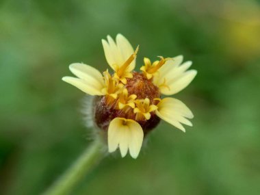 Bidens pilosa (ayrıca ketul kebo, ketul sapi, jaringan, caringan, lanci thuwa, kesme thuwa, cing-lancingan, Spanish Needle, Blackjacks, Dilenci keneleri olarak da bilinir) doğal bir geçmişe sahiptir.