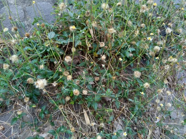 Bidens Pilosa Även Kallad Ketul Kebo Ketul Sapi Jaringan Caringan — Stockfoto