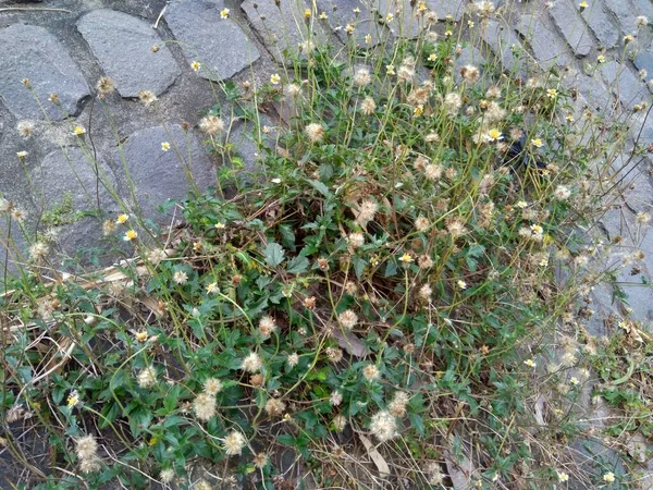 Bidens Pilosa Называется Ketul Kebo Ketul Sapi Jaringan Caringan Lanci — стоковое фото