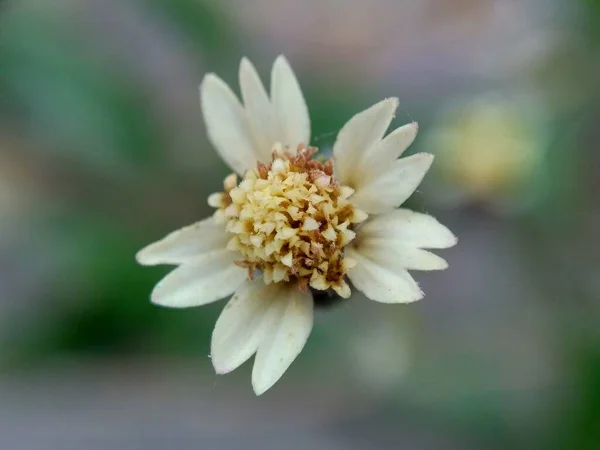 Bidens Pilosa Называется Ketul Kebo Ketul Sapi Jaringan Caringan Lanci — стоковое фото