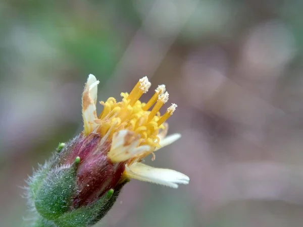 Bidens Pilosa Detto Anche Ketul Kebo Ketul Sapi Jaringan Caringan — Foto Stock