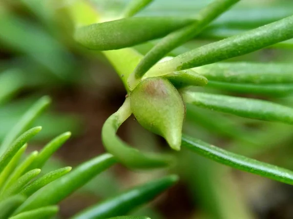 Portulaca Flower Natural Background Indonesian Call Krokot — Stock Photo, Image