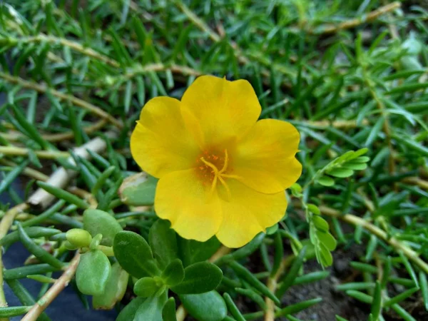 自然を背景にしたポルトラカの花 インドネシア語ではKroot — ストック写真